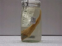 藏品(短鯒)的圖片